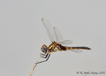 Macrodiplax balteata, male